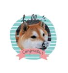 柴犬 うちの佑くん。②（個別スタンプ：24）
