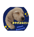 マロンくん癒しの日常スタンプ（個別スタンプ：24）