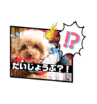 【シュシュ看板犬】MOKA（個別スタンプ：1）