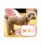 【シュシュ看板犬】MOKA（個別スタンプ：7）