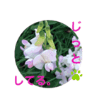 画像stamp 3（個別スタンプ：9）