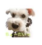 白シュナの日常part3（個別スタンプ：3）