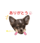 幸丸君スタンプ（個別スタンプ：6）