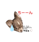 幸丸君スタンプ（個別スタンプ：8）