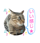 キジトラの殿様5（個別スタンプ：1）