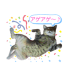 キジトラの殿様5（個別スタンプ：2）