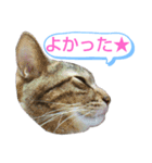 キジトラの殿様5（個別スタンプ：3）