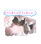 キジトラの殿様5（個別スタンプ：5）