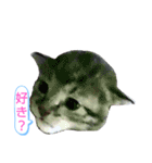 キジトラの殿様5（個別スタンプ：6）