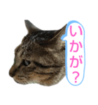 キジトラの殿様5（個別スタンプ：7）