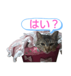 キジトラの殿様5（個別スタンプ：8）