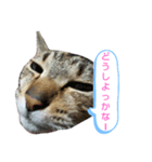 キジトラの殿様5（個別スタンプ：11）