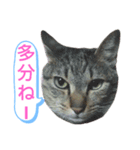 キジトラの殿様5（個別スタンプ：14）