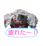 キジトラの殿様5（個別スタンプ：15）
