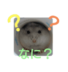 ジャンガリアンハムスターしろぷく①（個別スタンプ：1）