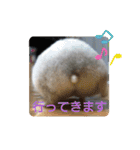 ジャンガリアンハムスターしろぷく①（個別スタンプ：2）
