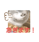 ジャンガリアンハムスターしろぷく①（個別スタンプ：3）