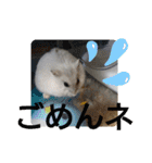ジャンガリアンハムスターしろぷく①（個別スタンプ：6）