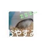 ジャンガリアンハムスターしろぷく①（個別スタンプ：8）