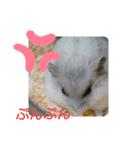 ジャンガリアンハムスターしろぷく①（個別スタンプ：9）