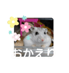 ジャンガリアンハムスターしろぷく①（個別スタンプ：10）