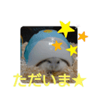 ジャンガリアンハムスターしろぷく①（個別スタンプ：11）