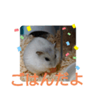 ジャンガリアンハムスターしろぷく①（個別スタンプ：12）