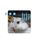 ジャンガリアンハムスターしろぷく①（個別スタンプ：15）