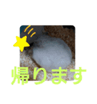 ジャンガリアンハムスターしろぷく①（個別スタンプ：16）