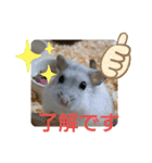 ジャンガリアンハムスターしろぷく①（個別スタンプ：17）