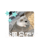 ジャンガリアンハムスターしろぷく①（個別スタンプ：18）