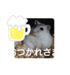 ジャンガリアンハムスターしろぷく①（個別スタンプ：21）