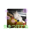 ジャンガリアンハムスターしろぷく①（個別スタンプ：22）