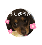 ミニチュアダックスのスタンプ。（個別スタンプ：3）