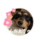 ミニチュアダックスのスタンプ。（個別スタンプ：4）