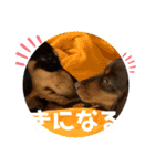 ミニチュアダックスのスタンプ。（個別スタンプ：7）