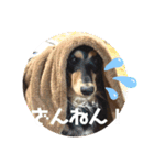 ミニチュアダックスのスタンプ。（個別スタンプ：8）