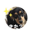 ミニチュアダックスのスタンプ。（個別スタンプ：10）