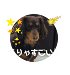 ミニチュアダックスのスタンプ。（個別スタンプ：11）