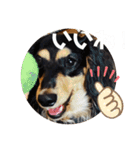 ミニチュアダックスのスタンプ。（個別スタンプ：12）