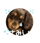 ミニチュアダックスのスタンプ。（個別スタンプ：14）