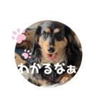 ミニチュアダックスのスタンプ。（個別スタンプ：15）