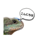 ウォータードラゴンのティラ1（個別スタンプ：1）