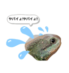 ウォータードラゴンのティラ1（個別スタンプ：2）