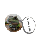 ウォータードラゴンのティラ1（個別スタンプ：3）