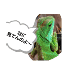 ウォータードラゴンのティラ1（個別スタンプ：4）