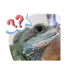 ウォータードラゴンのティラ1（個別スタンプ：5）