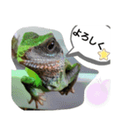 ウォータードラゴンのティラ1（個別スタンプ：6）