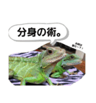 ウォータードラゴンのティラ1（個別スタンプ：8）