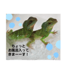 ウォータードラゴンのティラ1（個別スタンプ：11）